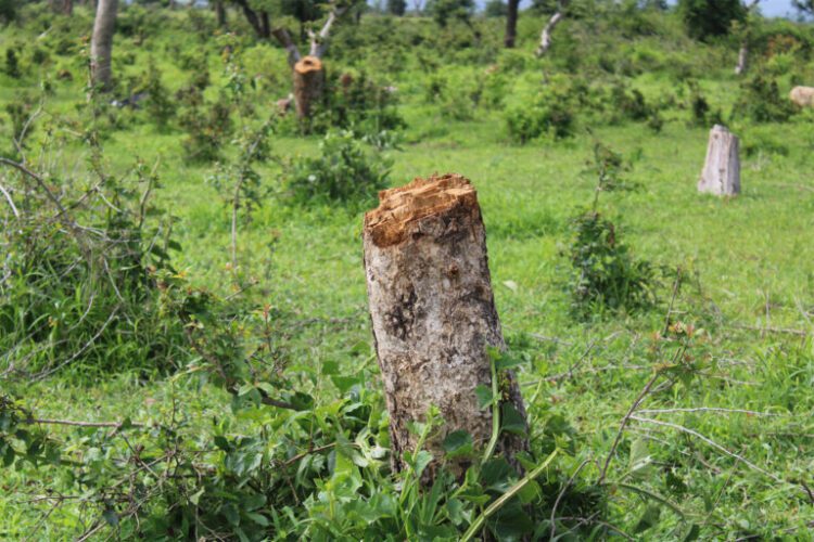 Uncontrolled logging puts new Sahel reforestation projects at risk