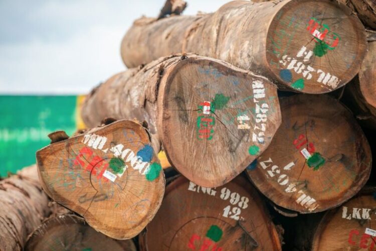 Corruption threatens timber traceability in Nkok, Gabon