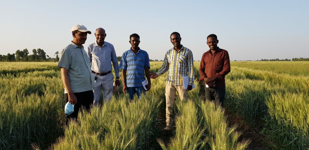 New heat-tolerant wheat varieties prove fruitful for Ethiopia’s irrigated lowlands – CIMMYT