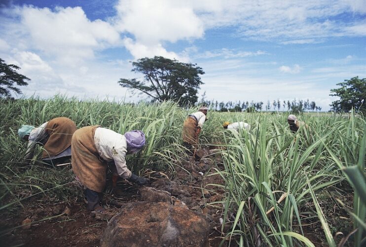 African Governments Pay for Mauritius Miracle