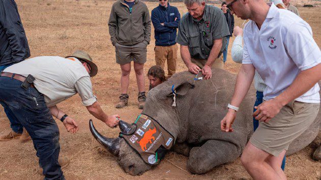 Radioactive material inserted into Rhino horns in anti-poaching project