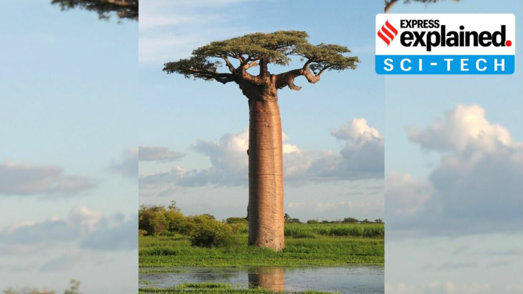 ‘Mother of the forests’: What a new study found about the origin of Madagascar’s baobab trees | Explained News