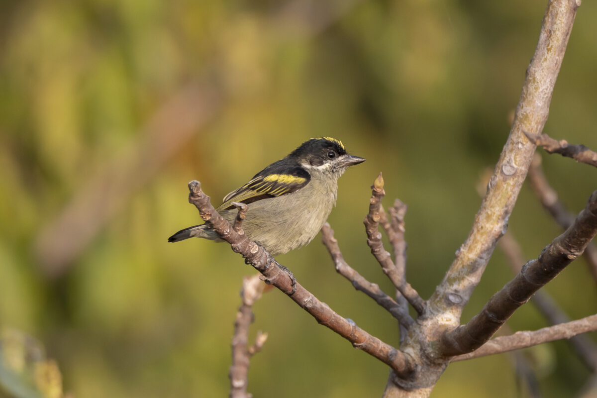 Western green tinkerbirds, (Pogoniulus coryphaea). Image courtesy Michael Mills.