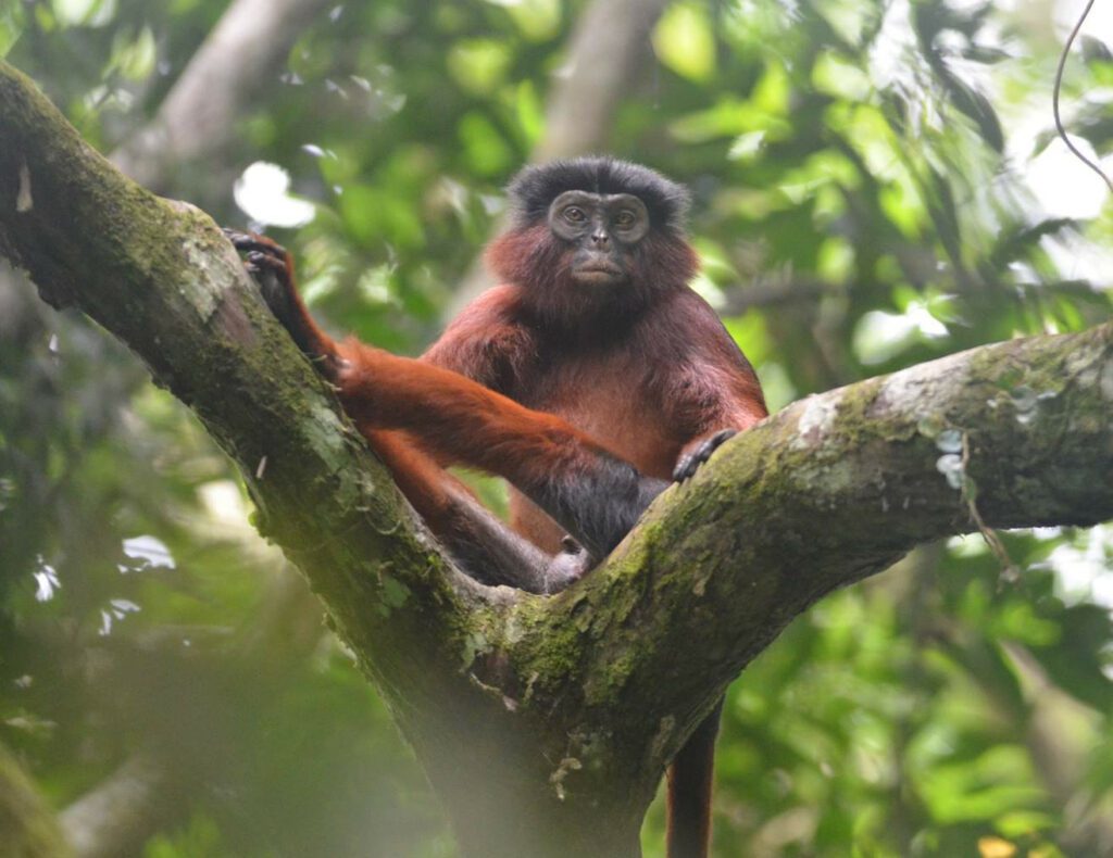 Protecting endangered monkeys from poachers, habitat loss