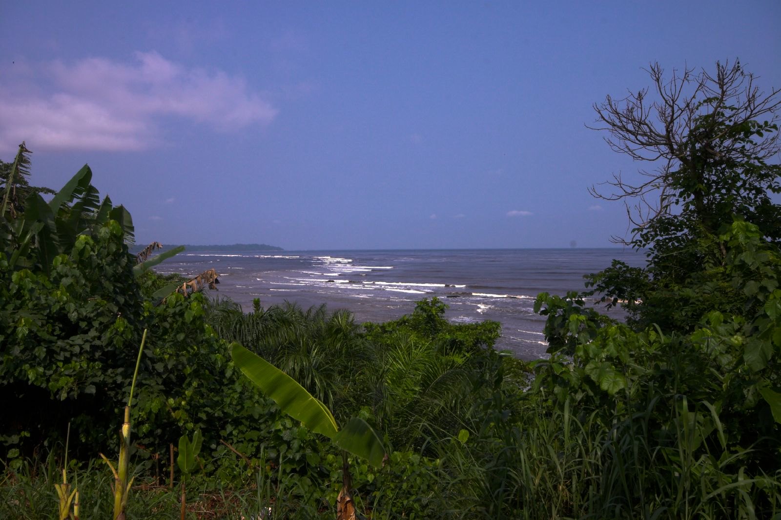 Forest in Kribi