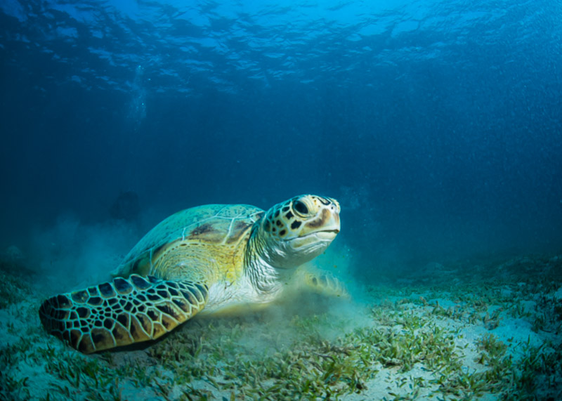 A green sea turtle.