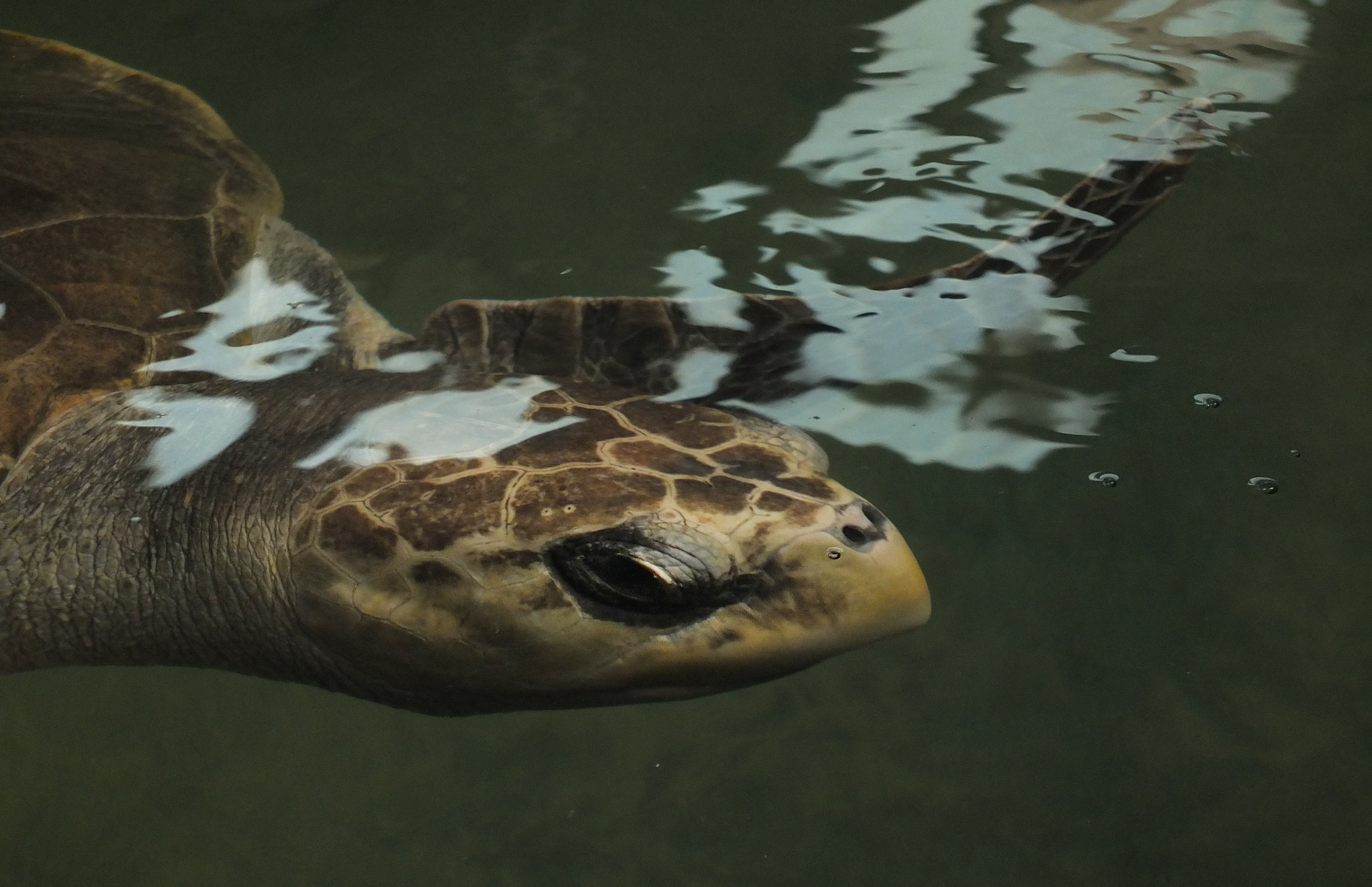 An olive ridley turtle. 