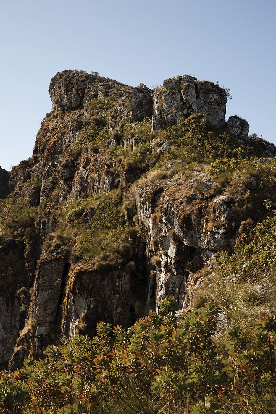 Higher elevations are often dotted with wildflowers, including orchids and gladioluses, and a distinctive, human-sized shrub called Vellozia splendens.