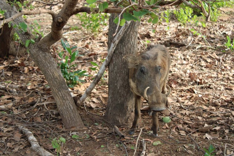 Mole National Park Ghana Image by writer Ian Packham ian@encircleafrica.org