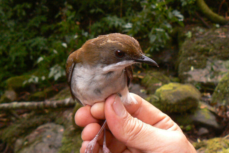 Close up of a Thyolo alethe, held gently upright by its feet, showing dark brown head, black beak and pale breast. Image courtesy Julian Bayliss.