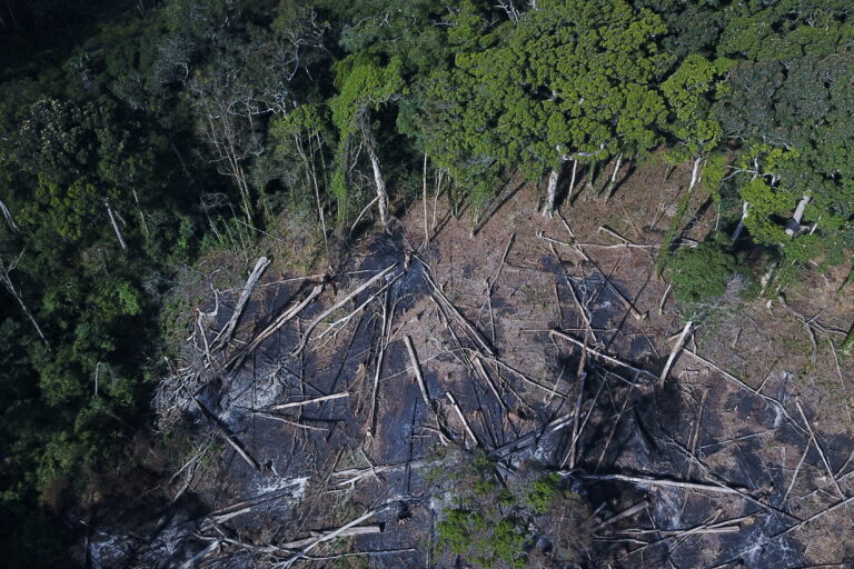 Aerial view of felled trees and burned ground in the forest on Mount Nallume. Image courtesy Julian Bayliss.