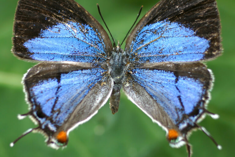 Close up of an Epamera malaika butterfly, showing bright blue and grey wings. Image courtesy Colin Congdon.