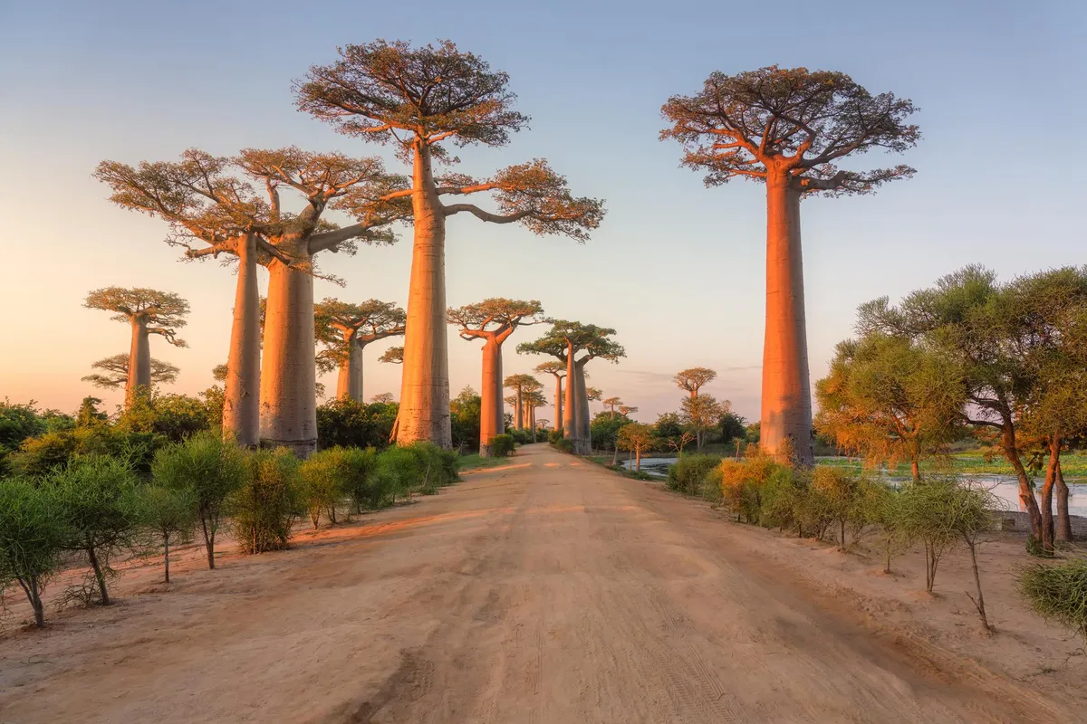 The Avenue of the Baobabs in Madagascar