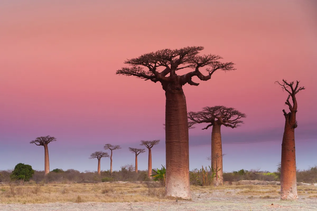 Baobab trees