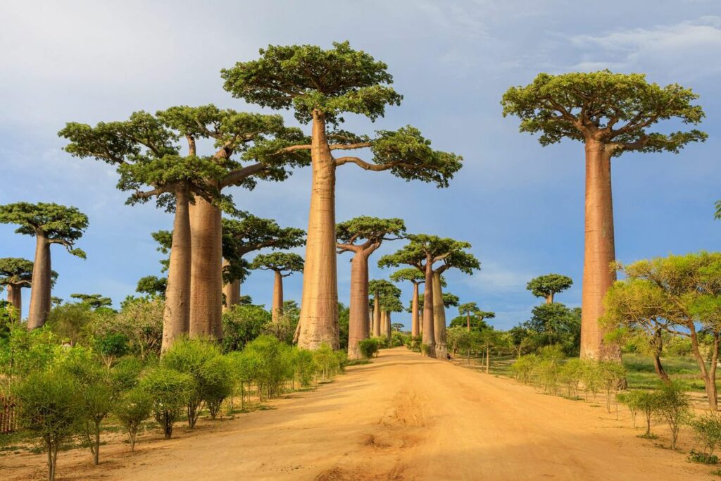 Mystery of the weird and wonderful 'upside-down tree' finally solved