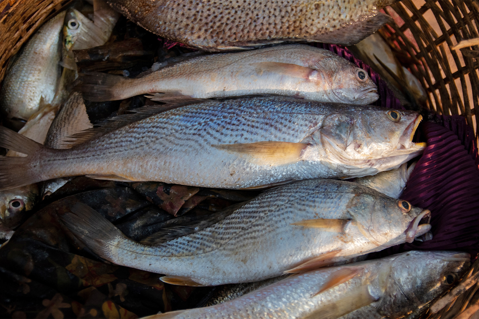 Fish in a basket.