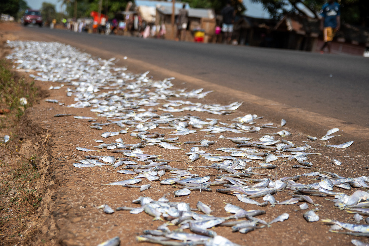 Fish laid out for drying by the side of a road. 