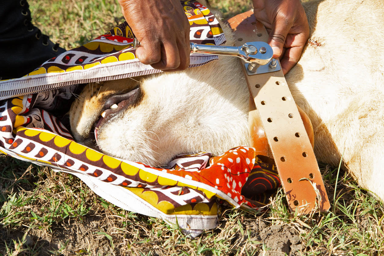 Researchers examining a lioness. 