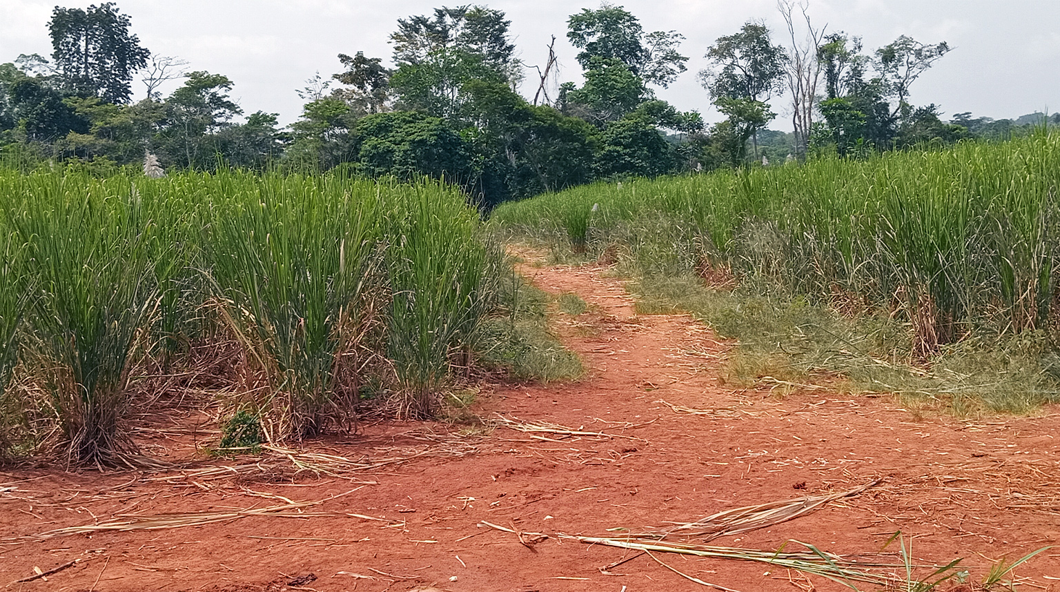 One of the many labyrinths in the sugar cane plantations in Nkoteng.