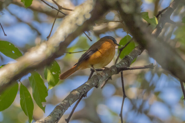 Bocage’s akalats, robin-like birds resident in Moco’s Afromontane forest patches, are able to move up and down the mountainside unhindered when forest fragments are rejoined through tree planting. Image courtesy Michael Mills. 