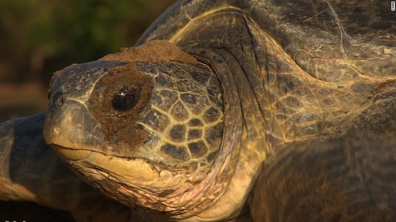 The region is also rich in fauna. It's a great place to spot sea turtles.