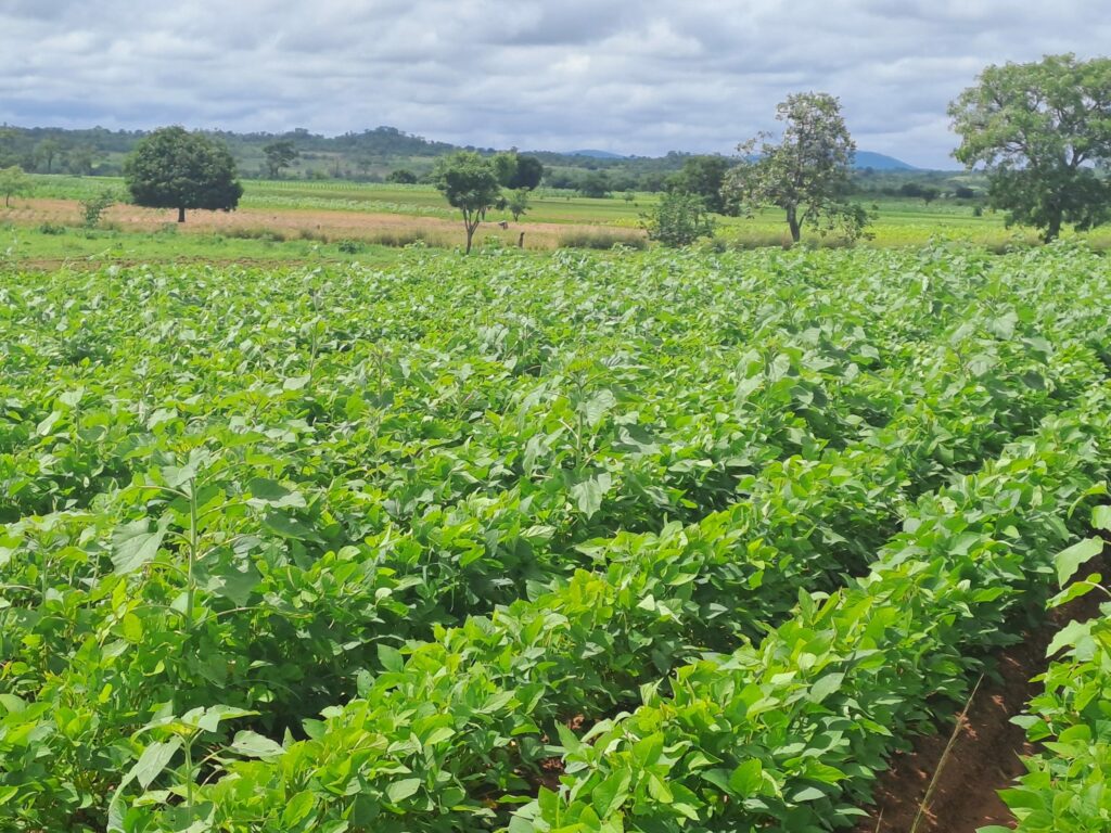 Soybean rust threatens soybean production in Malawi and Zambia – CIMMYT