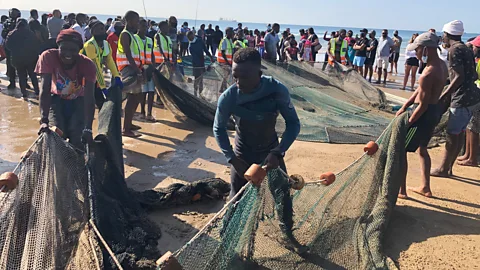 Alamy Trawl fishermen in South Africa's port city of Durban haul their sardine catch on to the beach (Credit: Alamy)