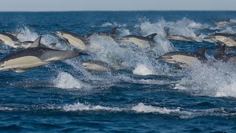 Alamy Common dolphins form super-pods of thousands of animals during the sardine run (Credit: Alamy)