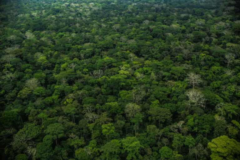 The rainforest of the Dzanga-Sangha Protected Areas, Central African Republic from above. Image courtesy of Ana Verahrami/Elephant Listening Project.