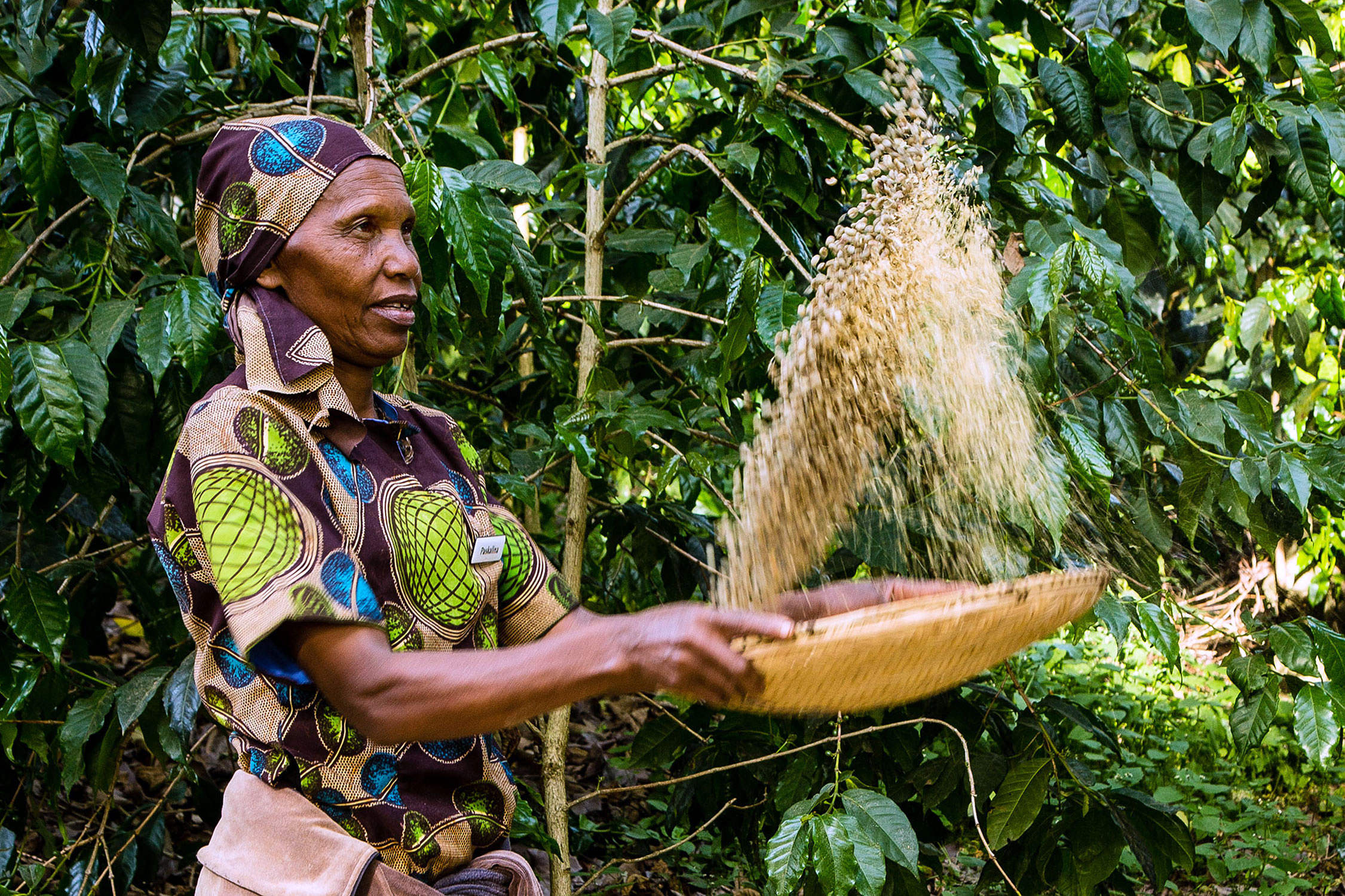 Cultivating coffee at Gibbs Farm