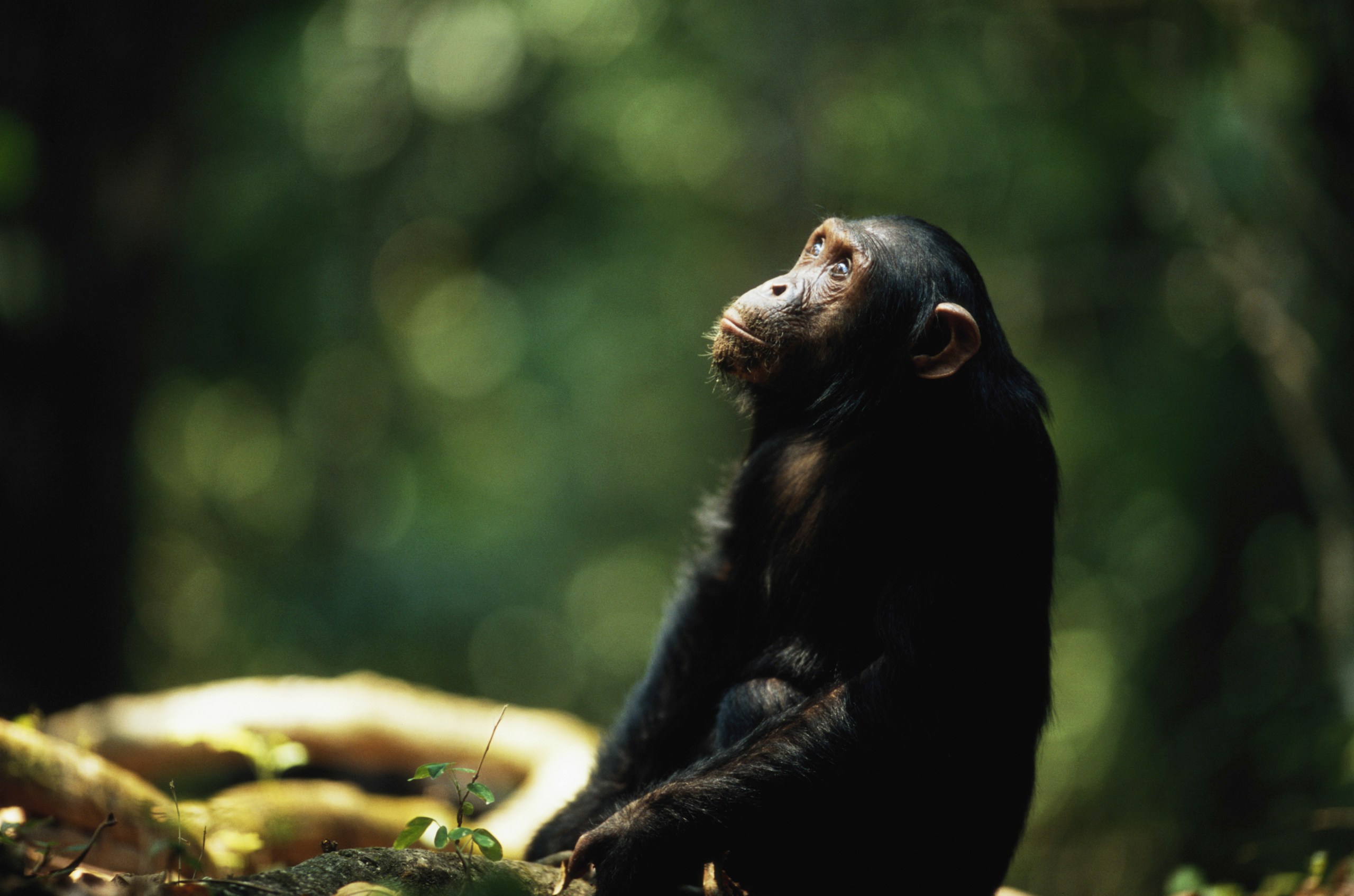 A chimpanzee in Mahale Mountains National Park