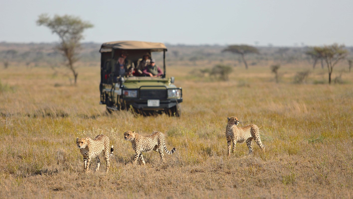 A Namiri Plains game drive with cheetah