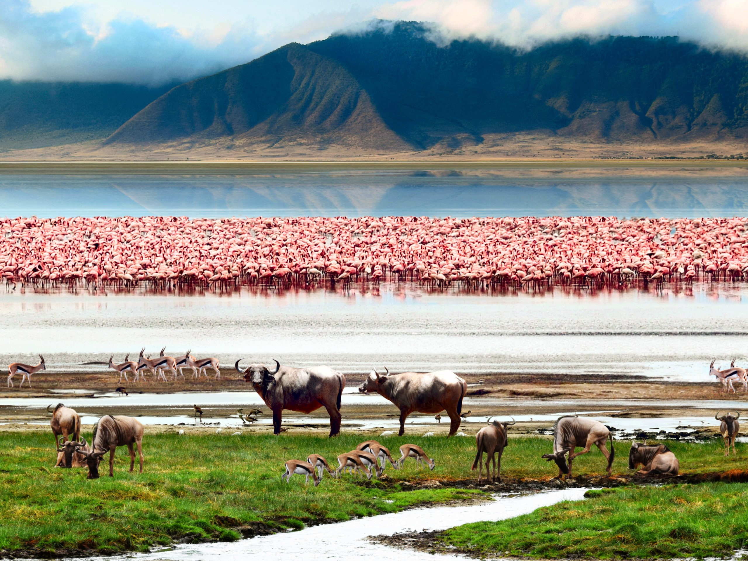 Buffalo and flamingos at Lake Magadi