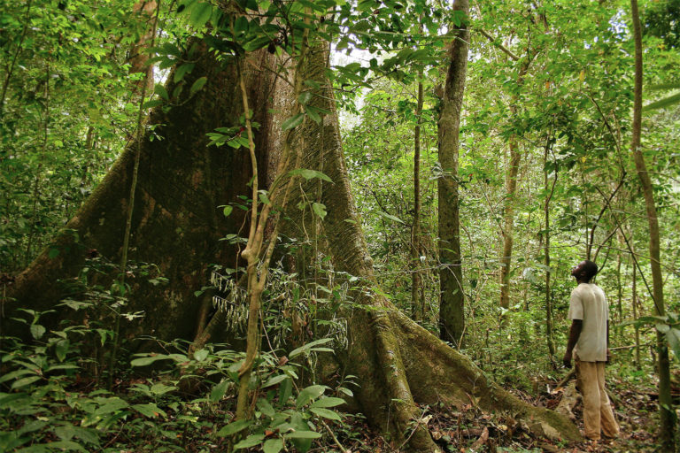 The Gabonese and Congolese forests help to create the rainfall in the Sahel. Image by Axel Rouvin via Flickr (CC BY 2.0).