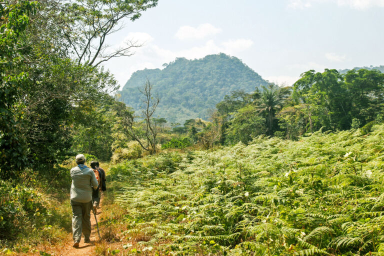 People walking through a forest.