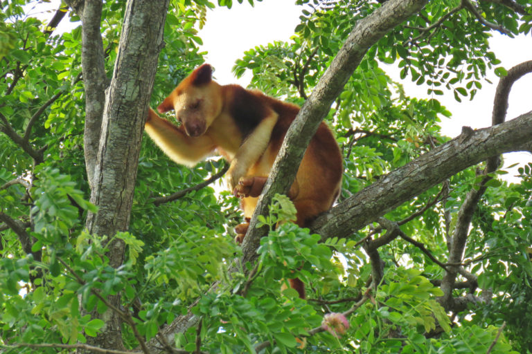 A tree kangaroo.