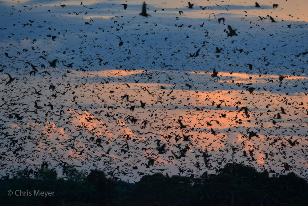 fruit bats