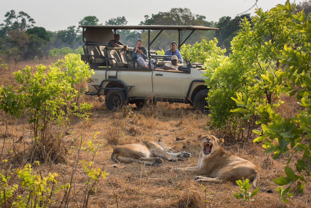 Lions