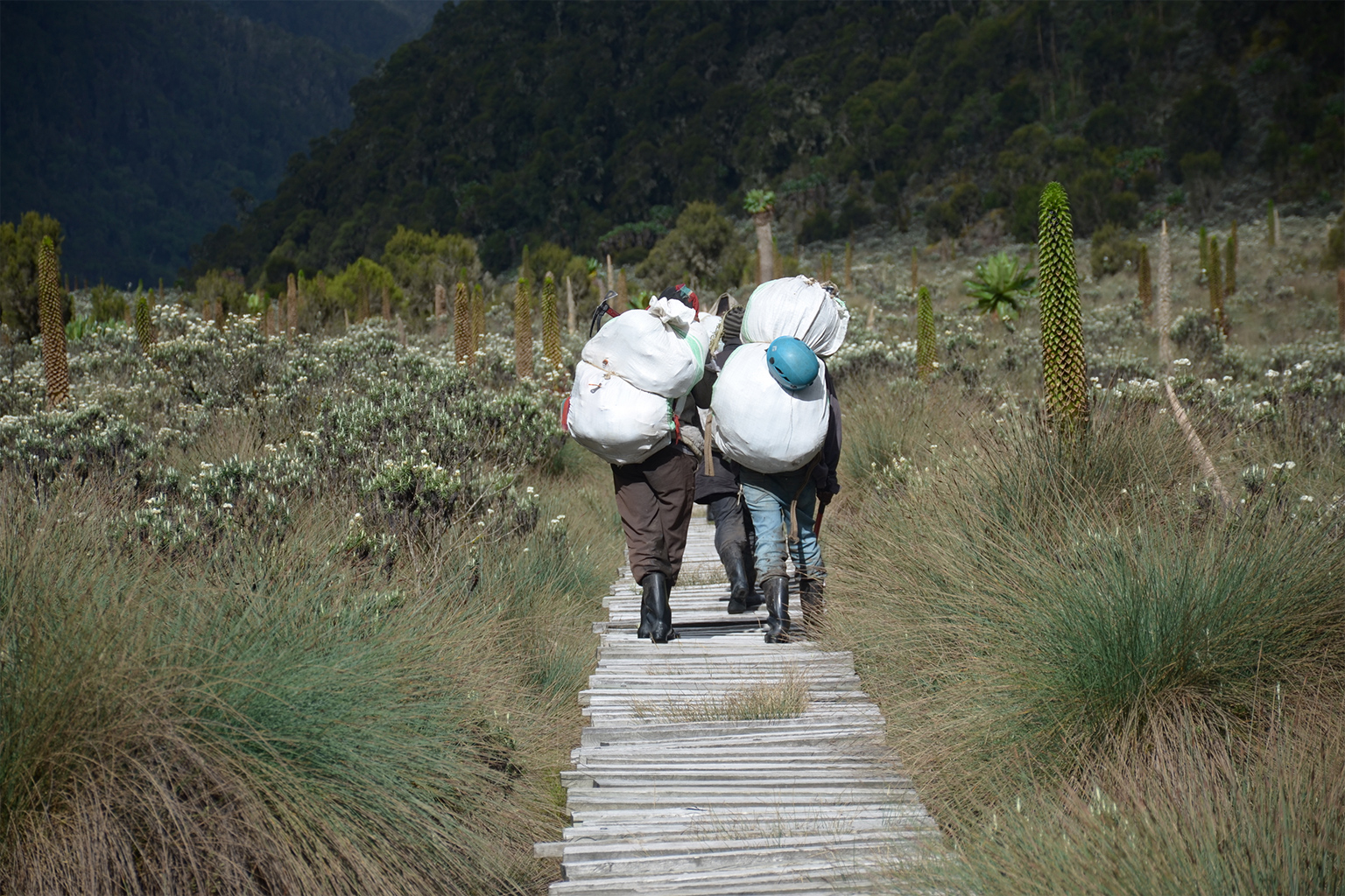 Bakonzo porters. 