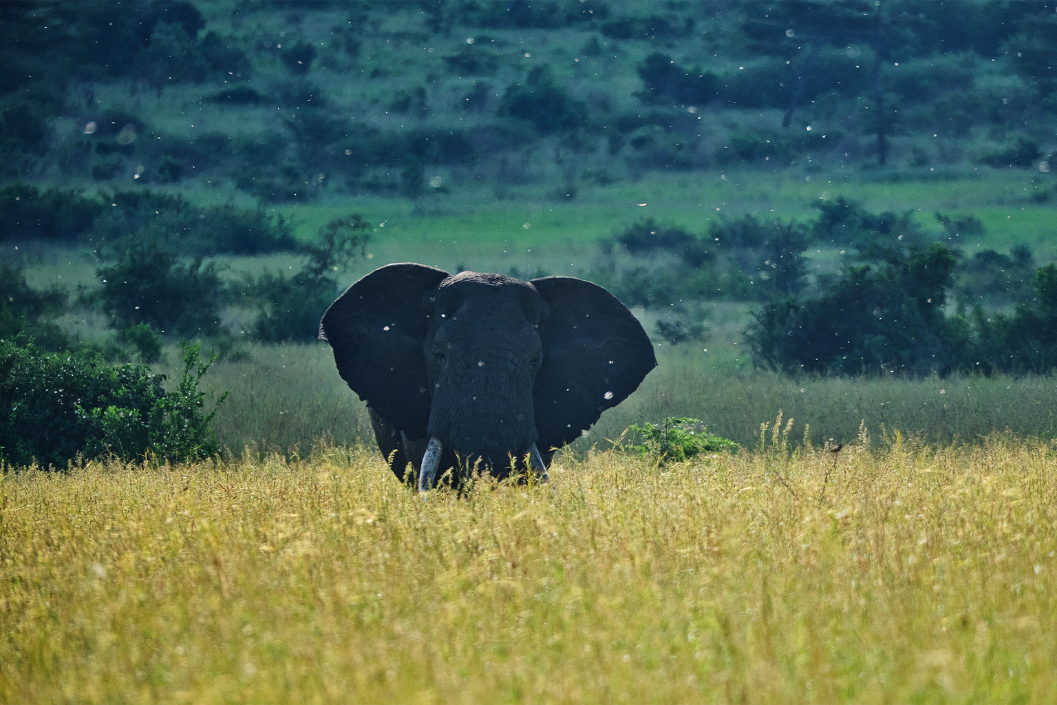 An elephant in the grass.