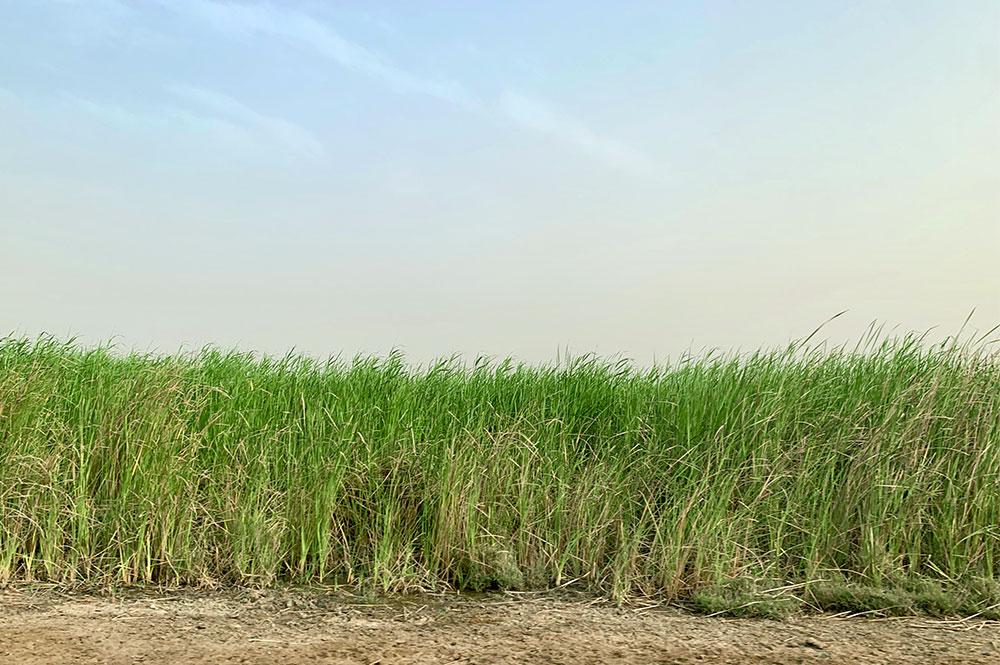 Sporobolus Robustus, a type of reed that grows abundantly in the park. Local people, particularly women, make traditional mats from the plant.