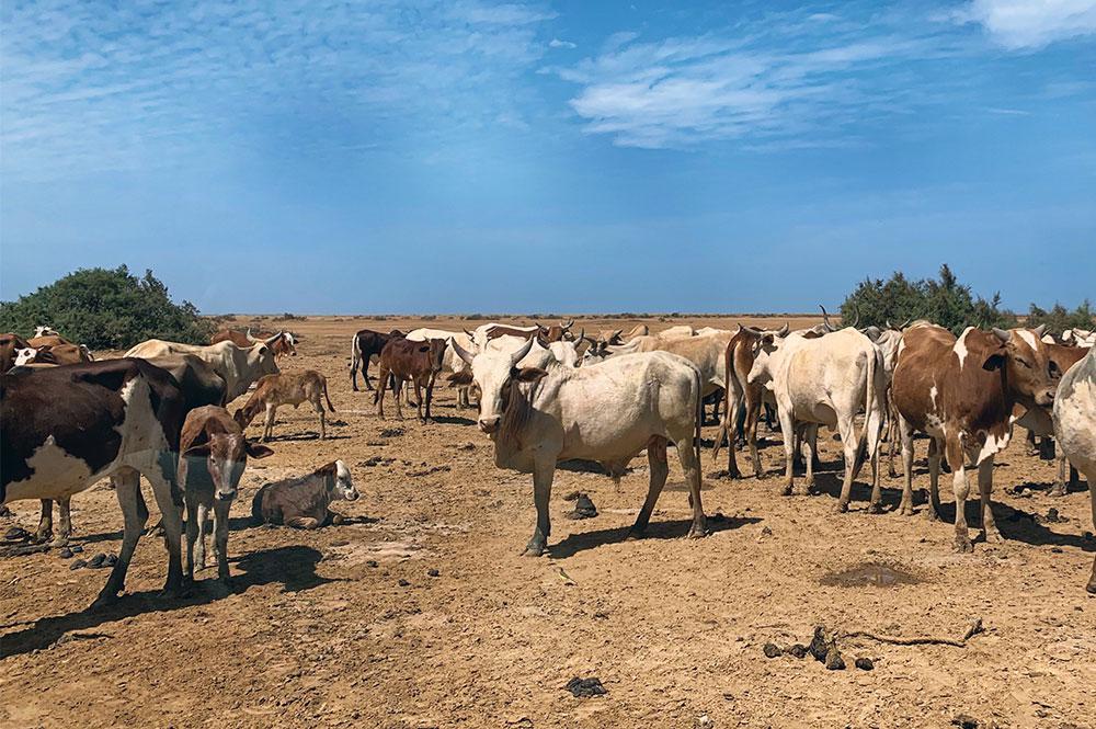 Livestock grazing in the park.