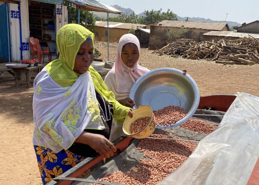 Solar powered dryers boost peanut production in Togo – CIMMYT