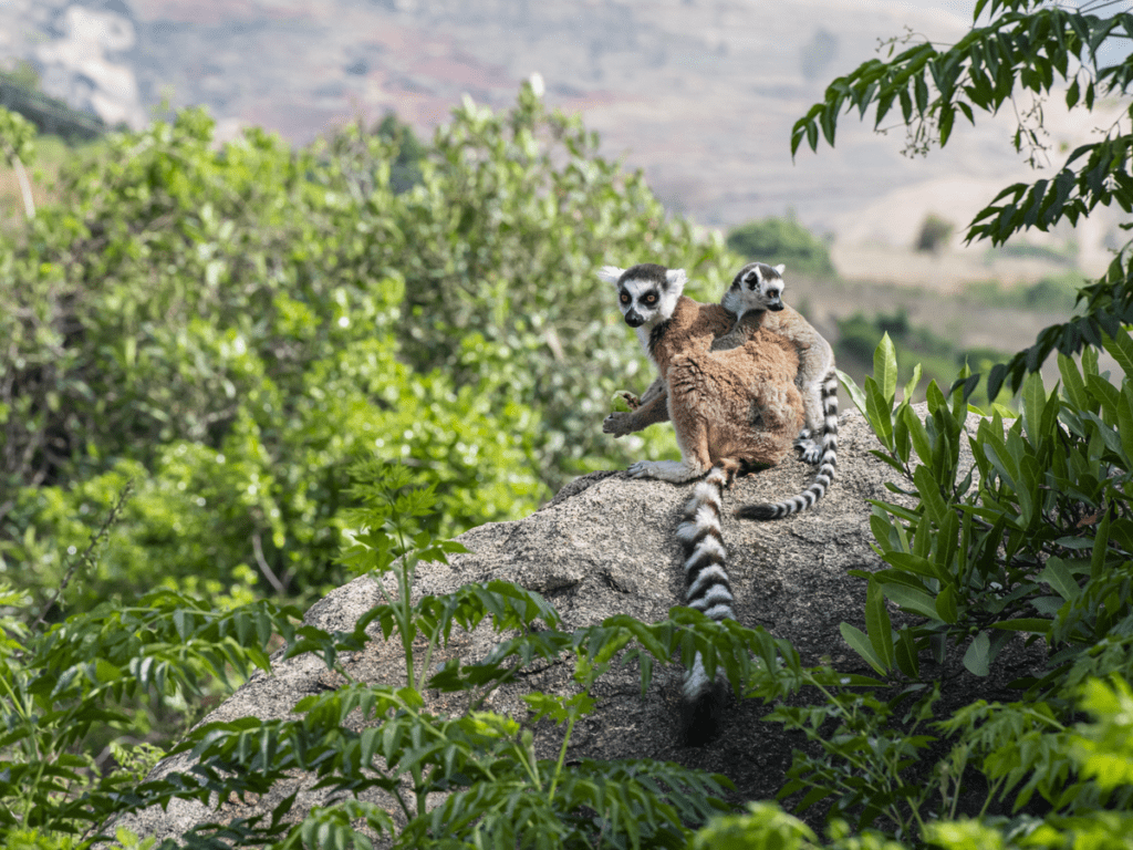 Madagascar travel guide 2023: Places to visit and top activities