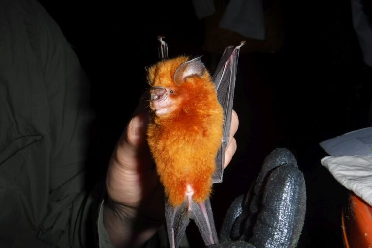 An orange-furred bat (Hipposideros fuliginosus) with dark grey wings being held up in the light against a dark background. Image courtesy of Diogo Ferreira.