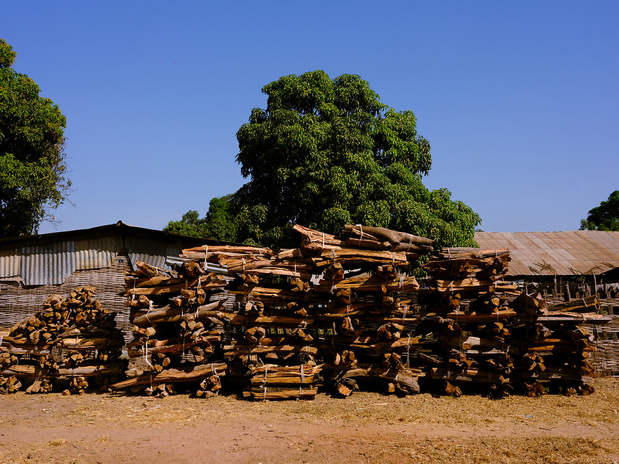 Stacked bundles of cut rosewood. Image by Ricci Shryock for Mongabay.