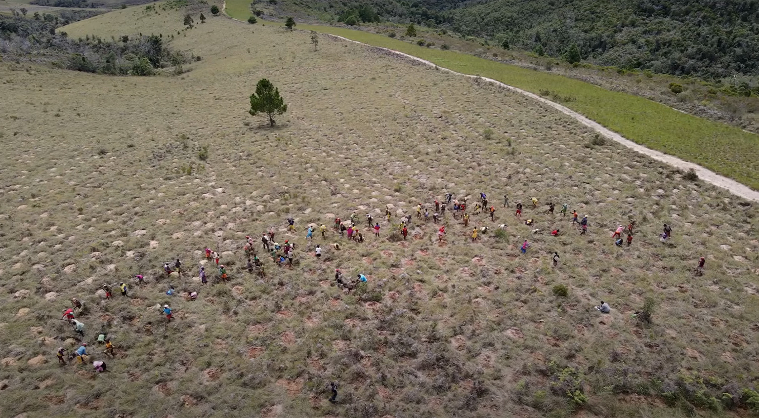 Villagers planting trees on the Graine de Vie reforestation site in Ambohitantely in February 2022. 