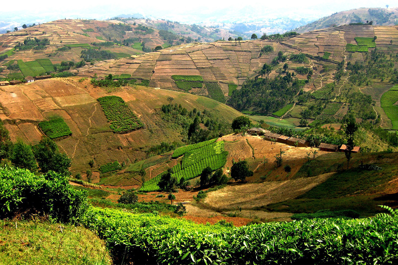 Deforestation for agriculture in Burundi. 