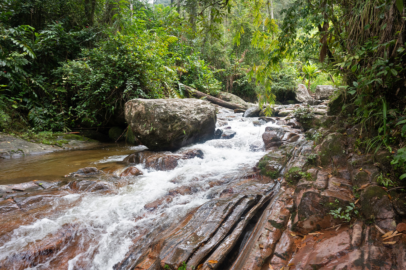 River habitat where the dusky tetraka was rediscovered.