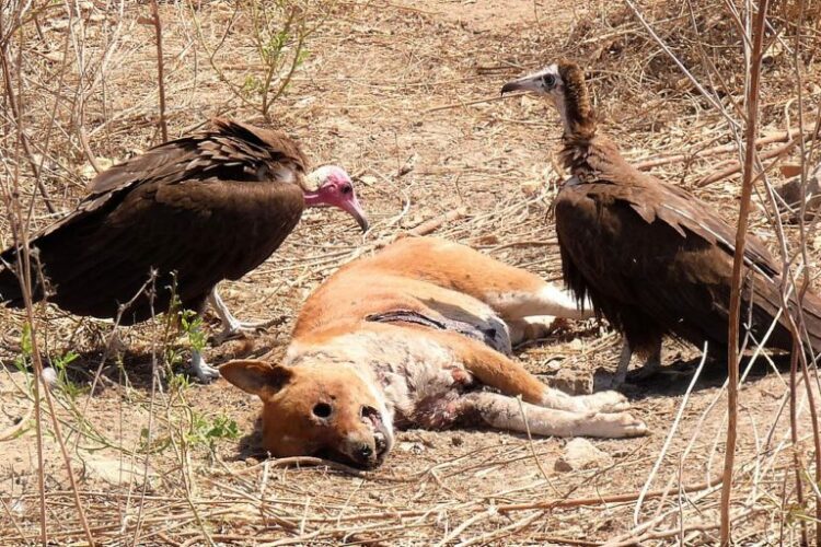 As Guinea-Bissau records mass vulture deaths, poisoning is main suspect